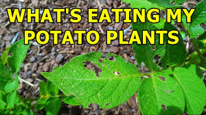 what s eating my potato plants how to