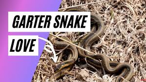 common garter snake the gardener s friend