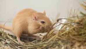 do gerbils need hay if so how much