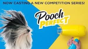 The pooch perfect judges talk us through the grooms. New Competition Series Pooch Perfect Is Now Casting Abc Updates