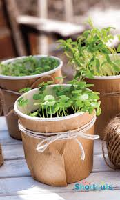 How To Start An Indoor Herb Garden A