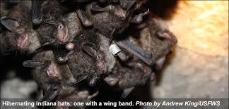 Usfws Indiana Bat Myotis Sodalis