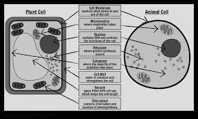 They comprise of other organelles and cellular structures which carry out specific functions necessary for. Https Smithswood Co Uk Wp Content Uploads 2020 06 Year7sciencehomelearning Cycle9 Pdf
