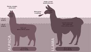 difference between llama and alpaca