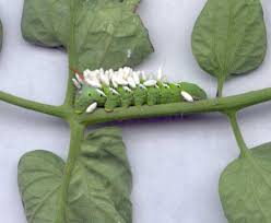Huge Green Caterpillar With Eggs On My