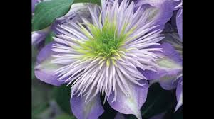 Group 1, 2, and 3. Types Of Clematis