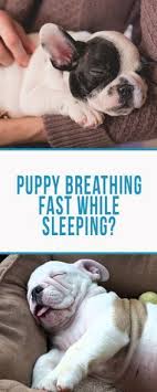 This is often asked by puppy owners. Why Is My Puppy Breathing Fast While Sleeping 3 Best Steps To Take Care Of The Situation Bulldogs English Bulldog Frenchie Perros Bulldog Perros Bulldogs