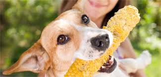 cachorro pode comer milho perigot