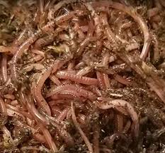 The red wiggler is definitely the most common composting worm choice due to its tolerance to wide range of temperatures and ph. Bloomsnbuds 200 Red Wiggler Worms Red Worms For Sale Garden Outdoor Amazon Com