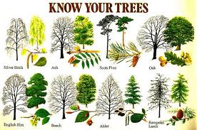 Know Your Trees Chart Taxes Tree Identification Plants