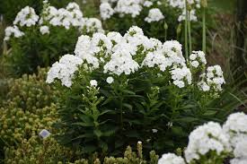 25 White And Silver Plants Perfect For