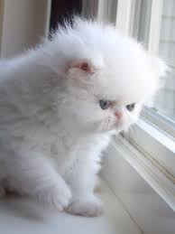 Explore {{searchview.params.phrase}} by color family Cute Baby White Fluffy Kittens Cute Baby White Baby Kittens Novocom Top