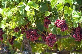 Grape Types And Varieties Harvest To Table
