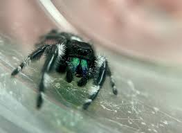 of a jumping spider spiders