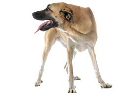 Anatolian Shepherd Dog Breed Facts And Information Petcoach