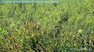 Temperate Grassland Biome Climate Plants Animals Locations