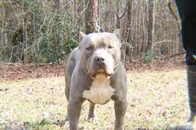 Maybe you would like to learn more about one of these? Extreme Xl Blue Nose Bully Pitbull Male Crump S Bullies Remy