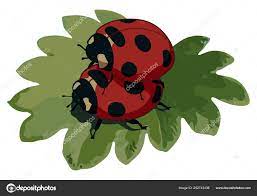 Ladybugs have sex Stock Vector by ©Chubarov 252743436
