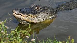 5 facts you may not know about alligators in Mississippi