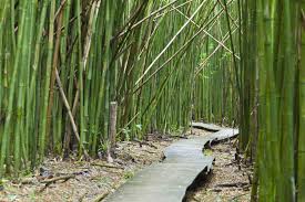 How Does Bamboo Grow Lewis Bamboo