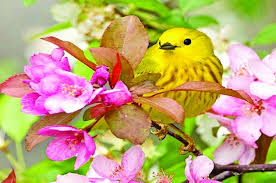 Spring, also often called springtime, is one of the four seasons that make up the year. Spring Season Of Colors The Asian Age Online Bangladesh