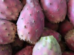 Red fruits of cactus pear harvested at Muchaqqer station, Jordan