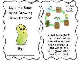 Lima Bean Observation Log Worksheets Teaching Resources Tpt