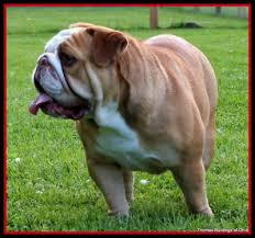 Well you're in luck, because here they come. English Bulldogs For Sale Ohio
