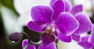 orquídea hoja flacida
