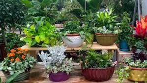 Home The Best Selection Of Plants In