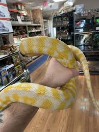 albino carpet python traits morphpedia