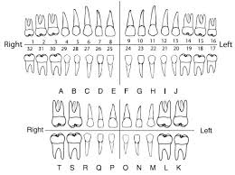 Printable Dental Tooth Chart Bedowntowndaytona Com