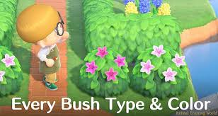 bush types colors list blooming