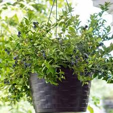 Grow And Care For Highbush Blueberries