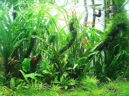 How To Succeed With A Planted Aquarium