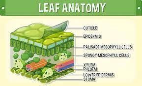internal structure of leaf diagram