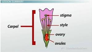 The androecium is the male sexual organ, which produces the male gametophyte, pollen grain. Flowers Structure And Function Of Male Female Components Video Lesson Transcript Study Com