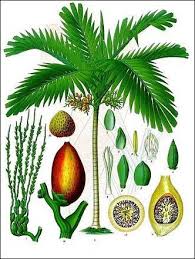 betel nut history use buzz botany