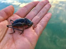 Mormon crickets can be used as catfish bait | Idaho Statesman