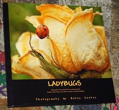 Beautiful Ladybug Photos In Action Flying Climbing Making