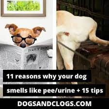 11 reasons why your dog smells like