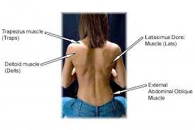 The superficial back muscles are the muscles found just under the skin. Pin On Motivation For A New Me