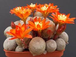 Rebutia heliosa, descubre este pequeño cactus boliviano | Cactus y  suculentas, Nombres de cactus, Plantas crasas