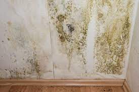 How To Get Rid Of Mold In Basement 10