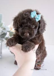 poodle puppy 060 teacup puppies chocolate