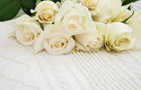 white rose stock photos images and