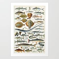 Vintage Illustration Fish Chart Art Print