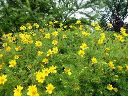 how to plant and grow bidens