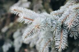 If your evergreen or spruce tree is turning brown from the bottom up, does that mean it's dying? Is Your Blue Spruce Dying