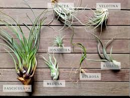 They have become very popular with different people, and suit most with busy lives. Diy Air Plants Garden Blog Air Conditioning And Heating Installation